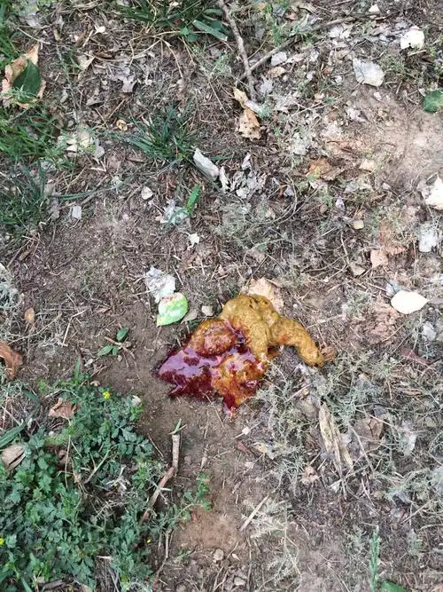 下午不到三点又拉了一次浆糊状的便还