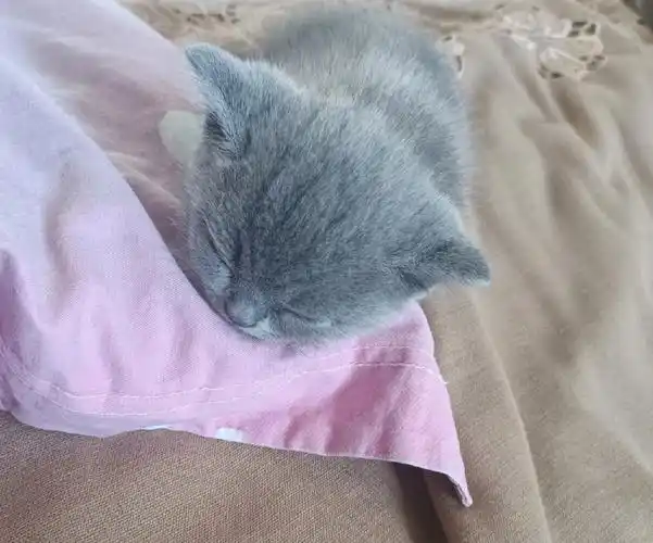 英短蓝猫小时候真的萌化人了惹