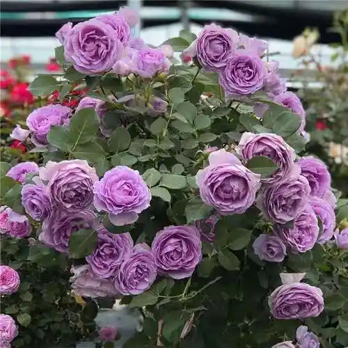 超适合在阳台养的月季花,名为蓝色风暴