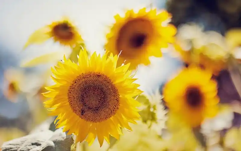 向日葵,向日葵,阳光,温暖,电脑壁纸,壁纸温暖阳光向日葵壁纸