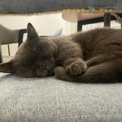 也是挺牛 二楼全部喵喵都睡了大概这么多只猫猫超级喜欢图一小短腿呀