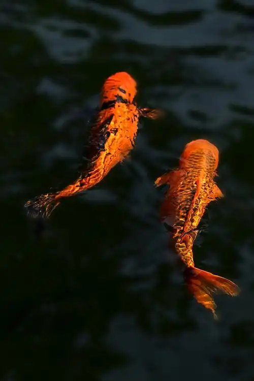 鲤鱼嬉水图---锦鲤