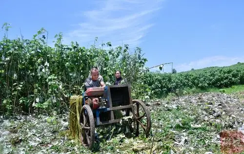 在英雄社区5组村民甘在蓉家中,她正忙碌着用麻刀打剥苎麻,在与记者