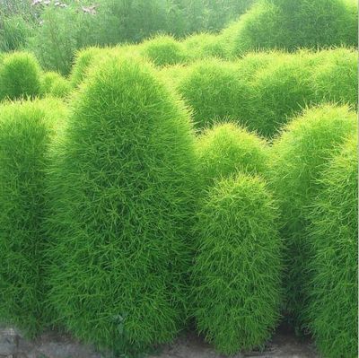 绿叶地肤草种子地麦铁扫帚苗菜种子园林景观花海种子红叶地肤种子