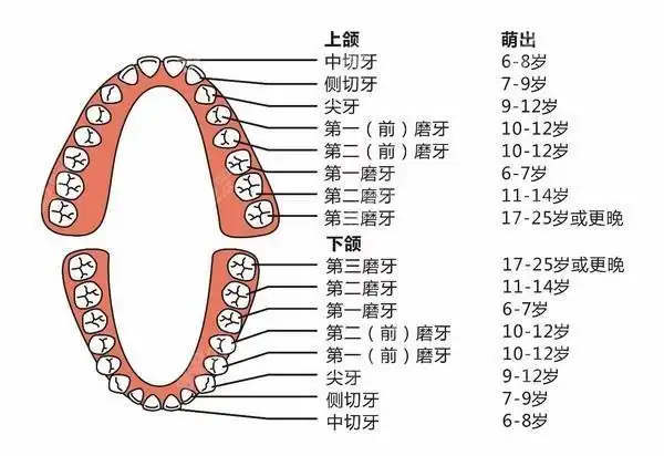 牙齿分布情况