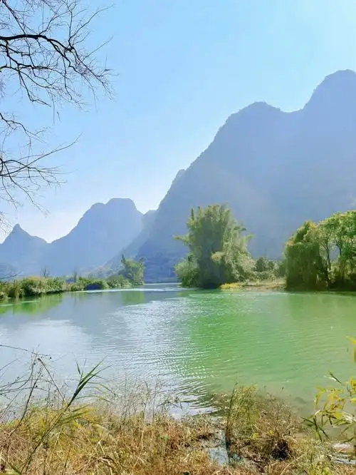 遇龙河边的油茶花