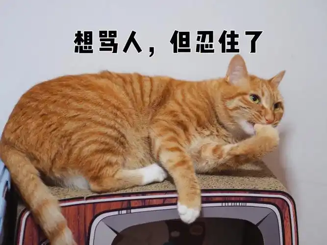 适合在圈里暗讽狗老板的猫咪表情包
