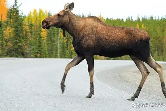 美国阿拉斯加州一头驼鹿日前大摇大摆地走进一家电影院的大厅,而且吃