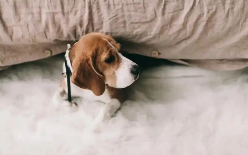 可爱的狗狗摄影高清图片壁纸