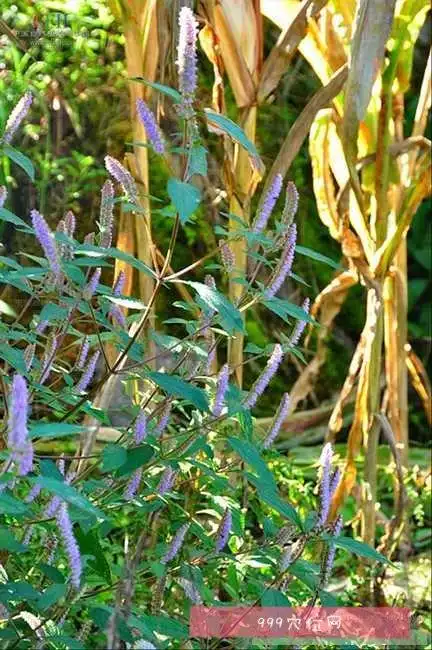 祛风解表,透疹消疮,止血的功效,别名:香菜,香茅,香绒,石香茅,石香薷