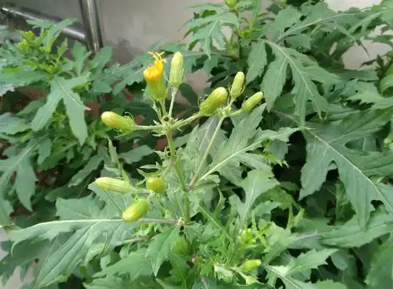 【春秋画语】我的旱三七开花啦