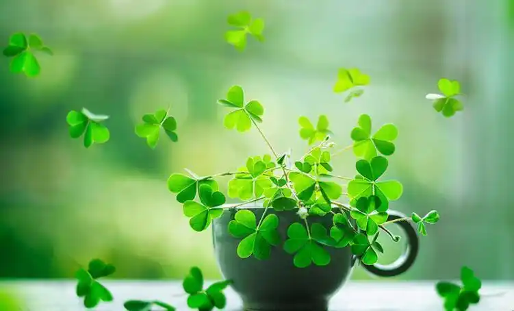 幸运草的寓意是什么