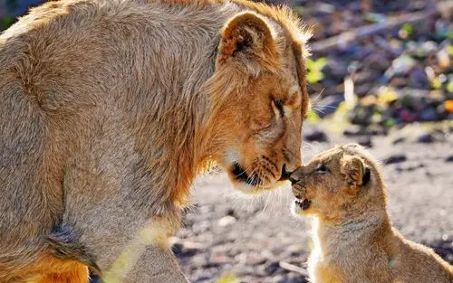 狮子妈妈关爱狮子崽 壁纸 - 1680x1050