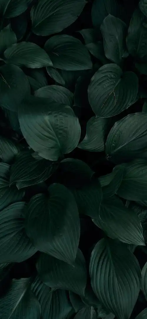 最新超清护眼手机壁纸(100张绿色护眼手机壁纸)(17)