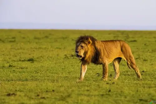 草原雄狮