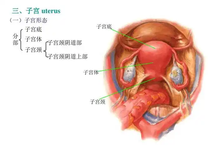 三,子宫 uterus (一)子宫形态 子宫底 分 部 子宫体 子宫颈 子宫颈