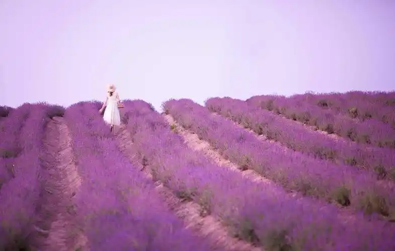 唯美,浪漫的薰衣草人像如何拍?详细的7个拍摄思路,值得一试