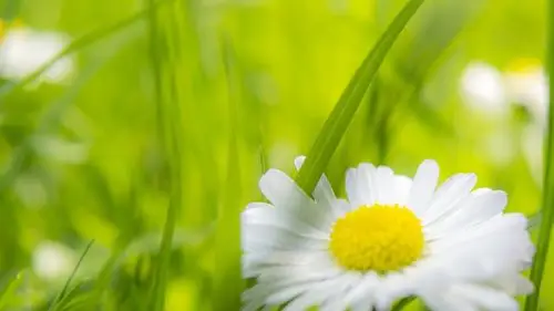 绿色小清新 护眼壁纸20.jpg