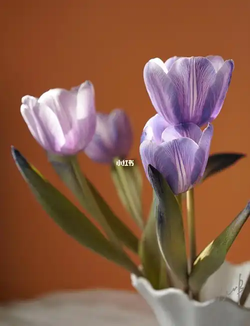 荷兰吸色郁金香蓝紫