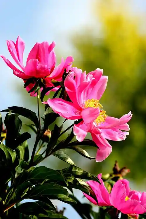 其它 芍药花 写美篇芍药花 牡丹花中王 芍药堪称相