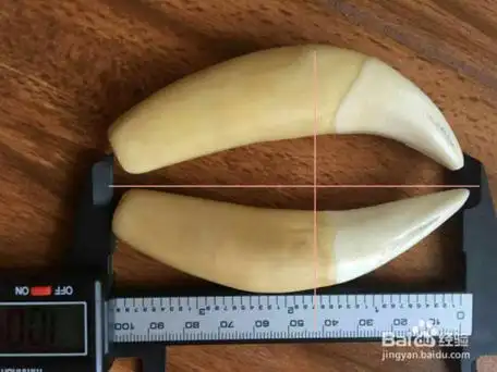 老虎牙的鉴别 鉴定 区别