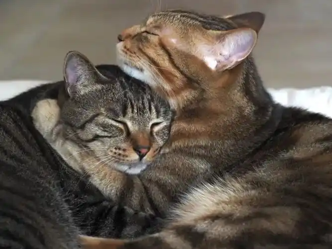 公猫好还是母猫好 公猫母猫哪个好-春田百科