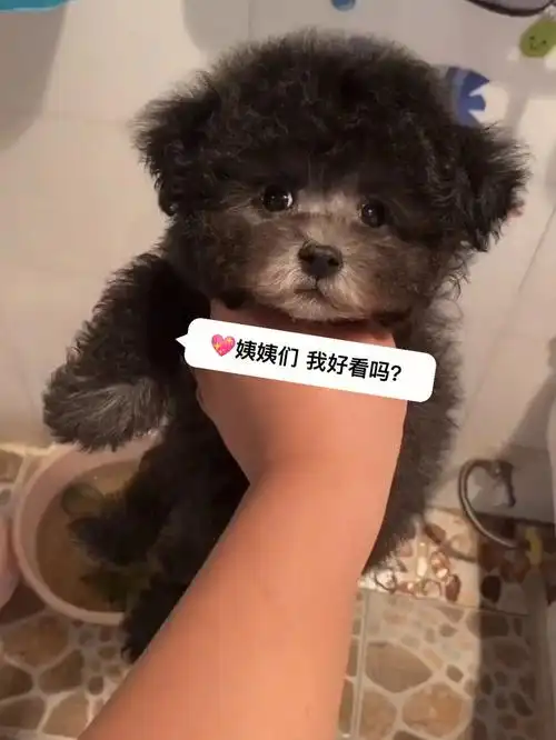 小体灰贵妹妹值不值大家帮看看