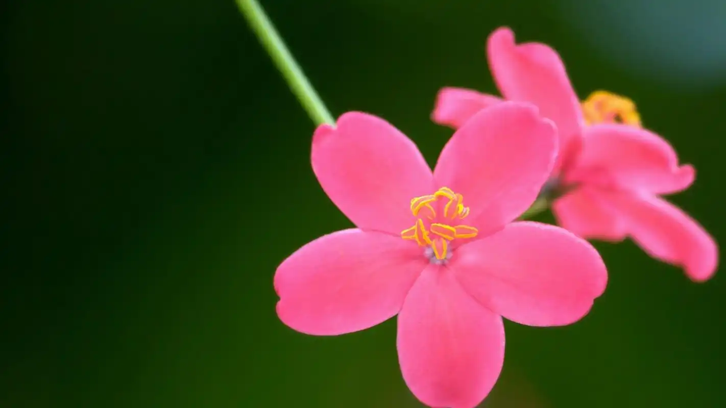 精选大自然唯美小清新花卉素材图片桌面壁纸下载第二辑