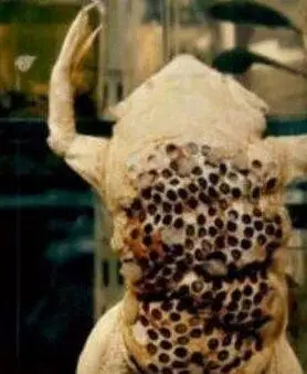 世界上最令人恶心的动物:琵琶蟾蜍 背部长满小孔(图片)