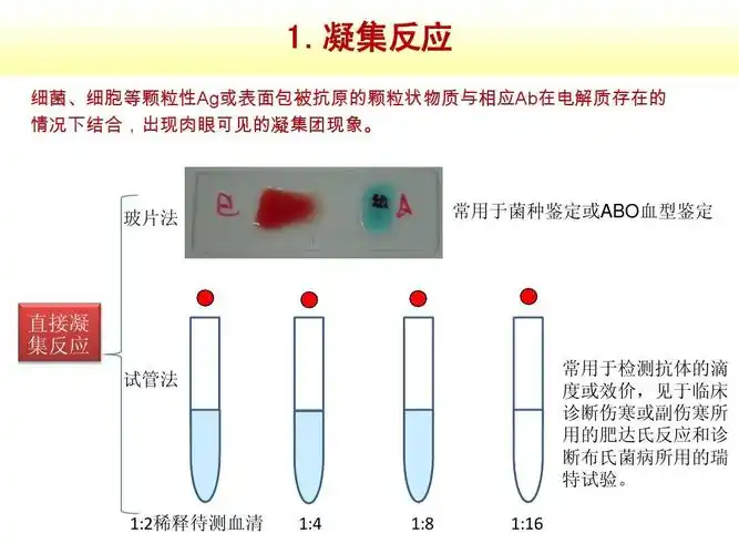 凝集反应 细菌,细胞等颗粒性ag或表面包被抗原的颗粒状物质与相应ab在