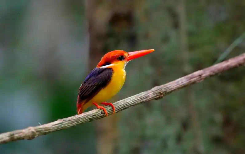 东方,矮小,黑背,翠鸟