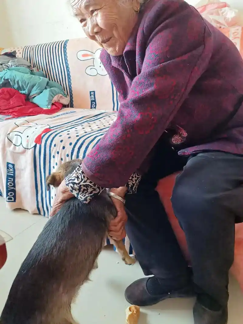 自从我老妈来了,客厅是狗狗的天地,阳台是猫的卧室!无语了,呵 - 抖音