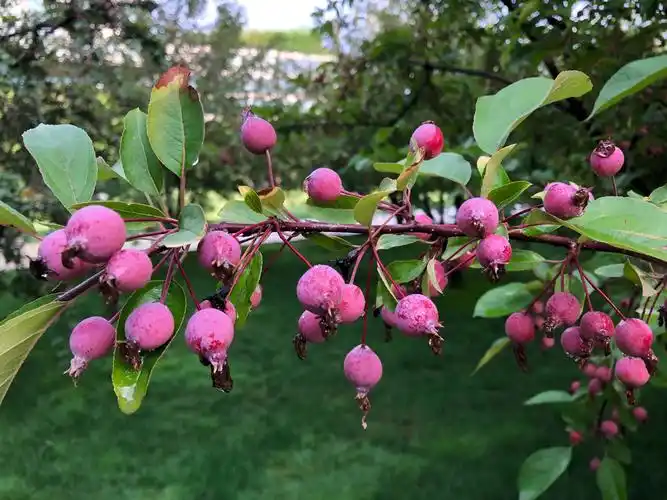 展示一颗果实累累的北美海棠全貌.