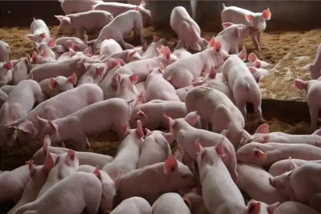 挪威一农夫饿死400头猪将被判刑一年