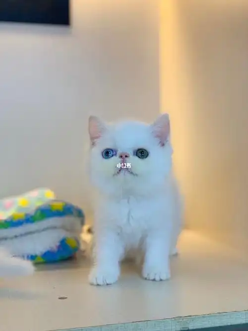 武汉纯白加菲和英短银渐层