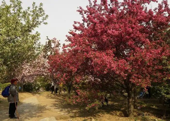 皇家雨点海棠有什么特点怎么辨别