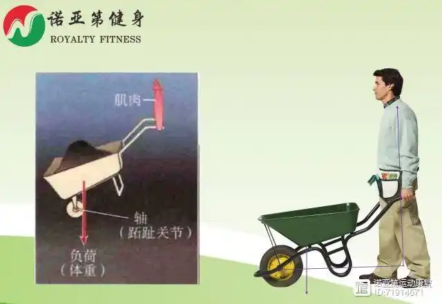 肌肉奇葩说之生物力学看踮脚