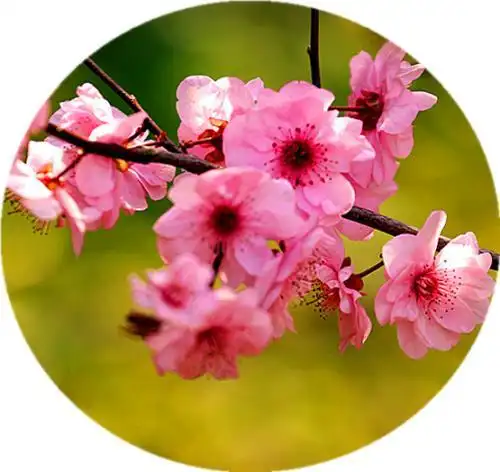 微信头像梅花和羊