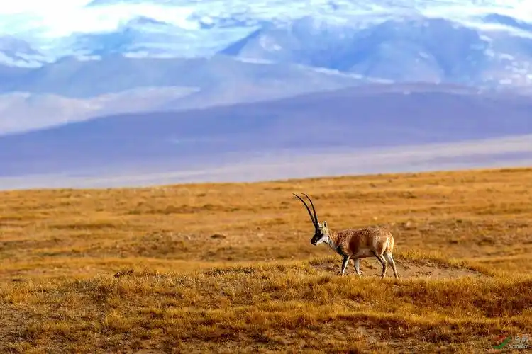 藏羚羊(荣获首页精华)