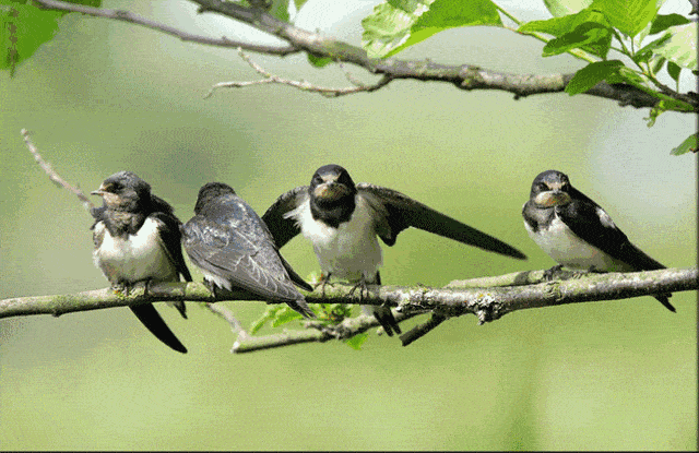 《燕子夫妇》|雷小红 朗诵 南飞雁