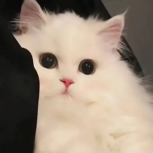 可爱的小猫咪头像 萌萌的治愈猫咪头像图片