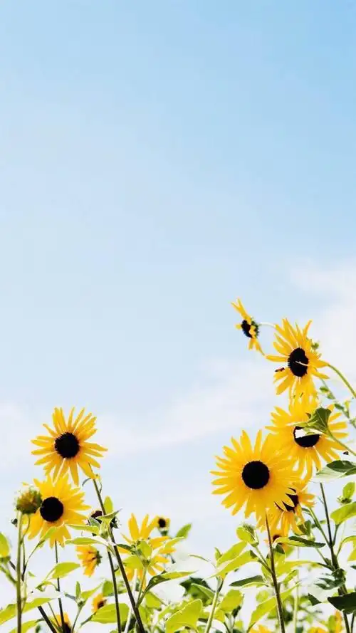 向日葵,治愈系,小清新,向日葵,治愈系,小清新,清新花卉,手机壁纸清新