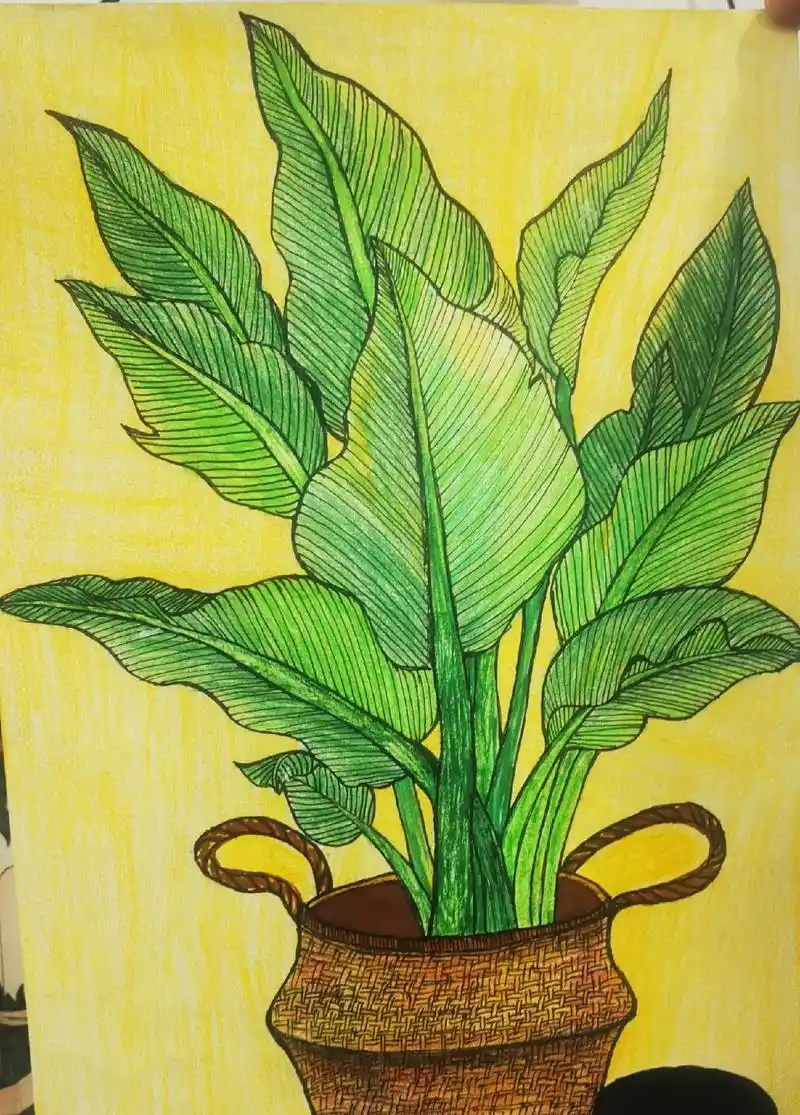 今上午画了幅画完成后感觉让人心情愉悦,名叫《天堂鸟》一种植物 - 抖