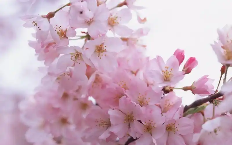 唯美冬季恣意绽放的粉红梅花小清新桌面壁纸下载