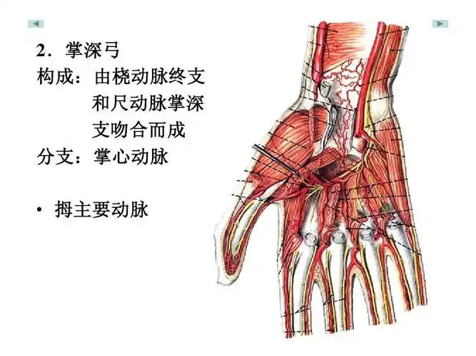掌深弓   构成: 构成:由桡动脉终支 和尺动脉掌深 支吻合而成 分支