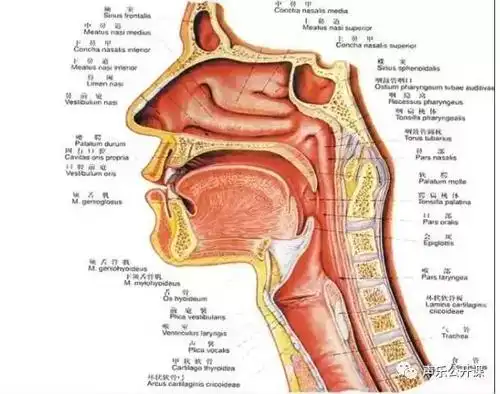 学唱歌要先建立歌唱通道