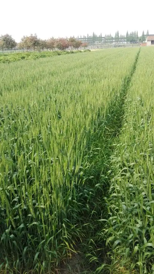 绿油油的麦田