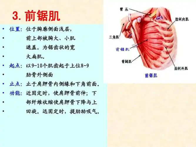 运动系统解剖实验-骨骼肌-躯干肌ppt