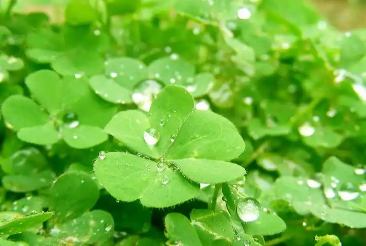 图源网络《幸运草》