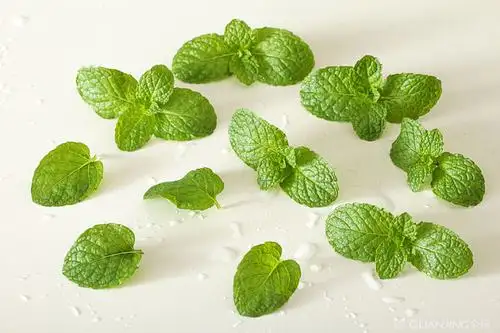 薄荷叶